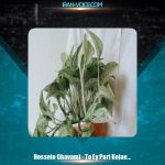 دانلود آهنگ حسین قوامی تو ای پری کجایی